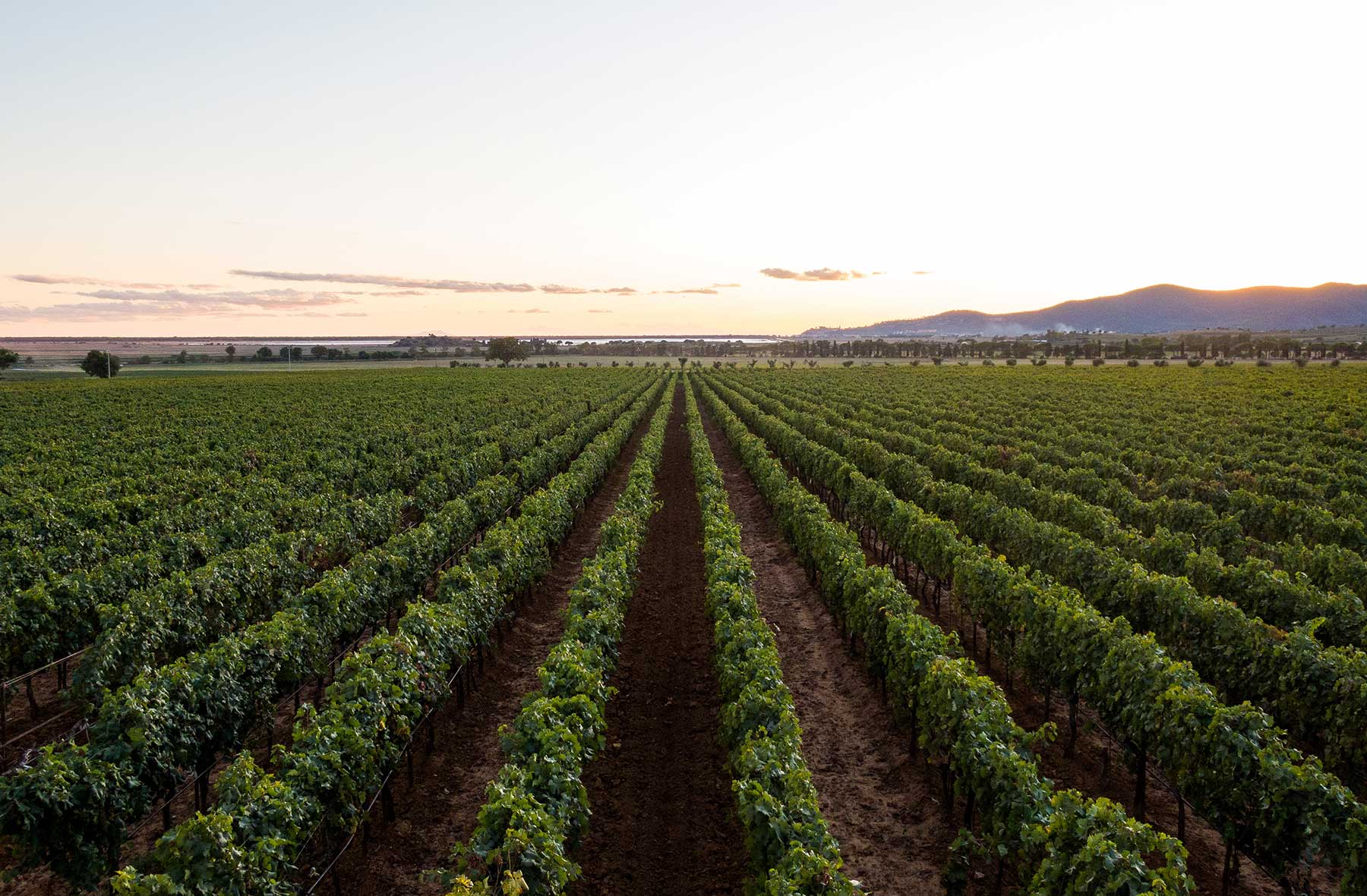 California Mandating Wineries Clean Up Discharge Water